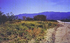 Roadside revegetation at Coyote Ridge, near Tucson, AZ